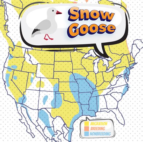 snow goose reports 2023